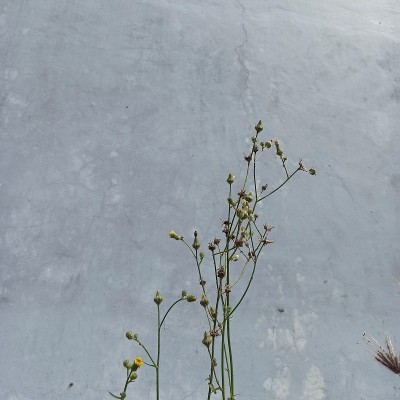 蒲公英草