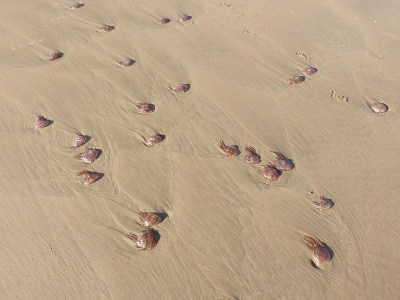 水母