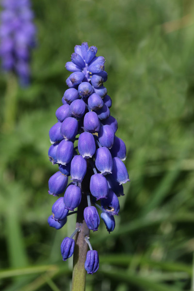 蓝色的风信子花