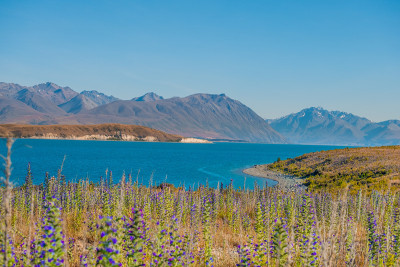 美丽的风景库克山旁边的特卡波湖在新西兰