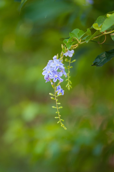 粉红色紫色的花