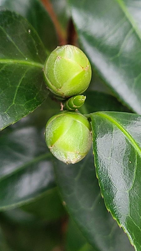 山茶花味蕾