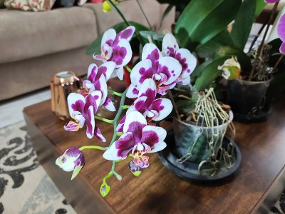 漂亮的蝴蝶兰属兰花
