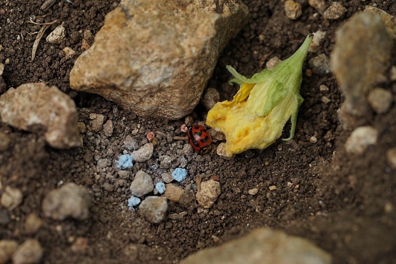 瓢虫死于注射杀虫剂的农民保护。这对生物不公平。