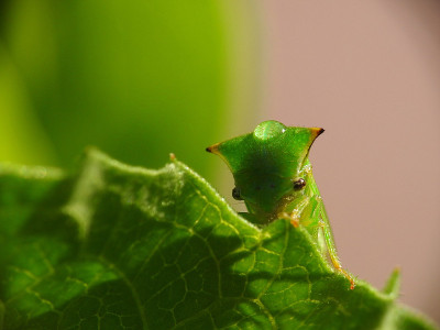 Sthictocephala bisonia