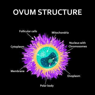 鸡蛋的结构。Ovum解剖学。矢量插图在孤立的背景
