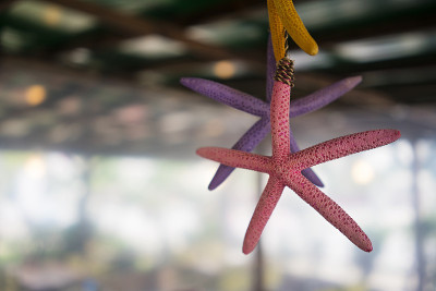 海星挂