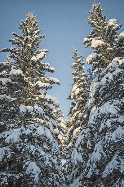 雪在树上