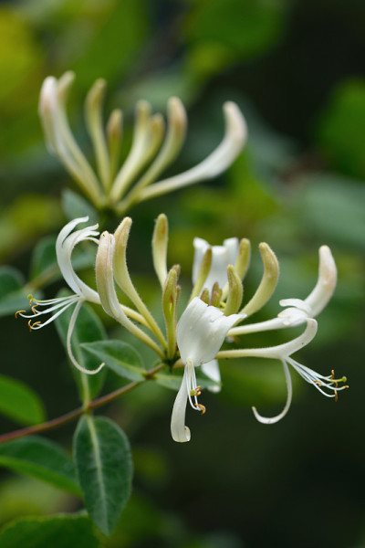 忍冬(金银花periclymenum)