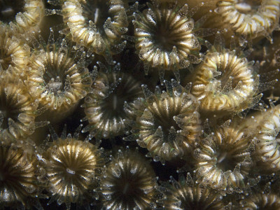 枕珊瑚，Rasenkoralle (Cladocora cespitosa)