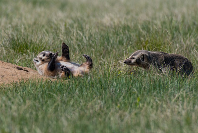 American Badger Siblings at Their Den
