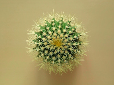 俯视图的绿色仙人掌与大的尖锐的刺在彩色蜡笔背景。室内植物金桶仙人掌，棘珠仙人掌。特写,复制空间。