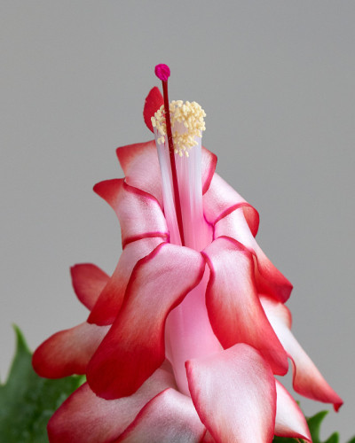 感恩节仙人掌开花