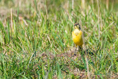 草丛中的黄鸟，西部黄Wagtail(莫塔西拉黄)