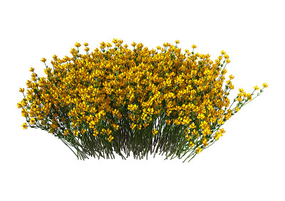 3D渲染西班牙genista花在白色