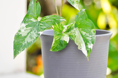 合子草，箭藤或藜属植物或天南星科