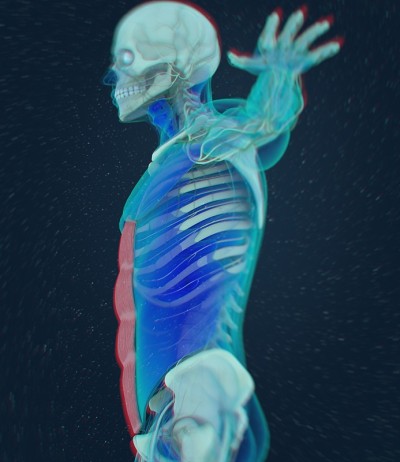 腹直肌，腹肌，人体解剖学。3 d演示。