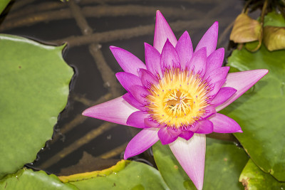 莲花