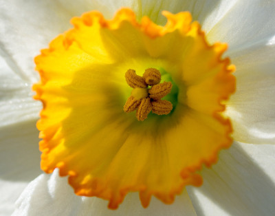 水仙花