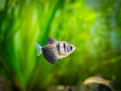 在鱼缸里的黑裙Tetra(裸子草)