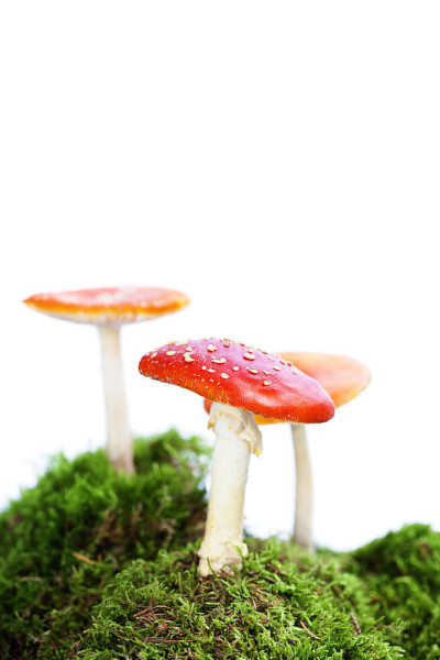 飞木耳或鹅膏菌