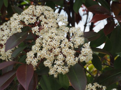 红叶石楠(photinia x fraseri)的白色花朵盛开