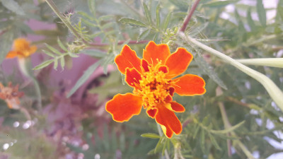 花