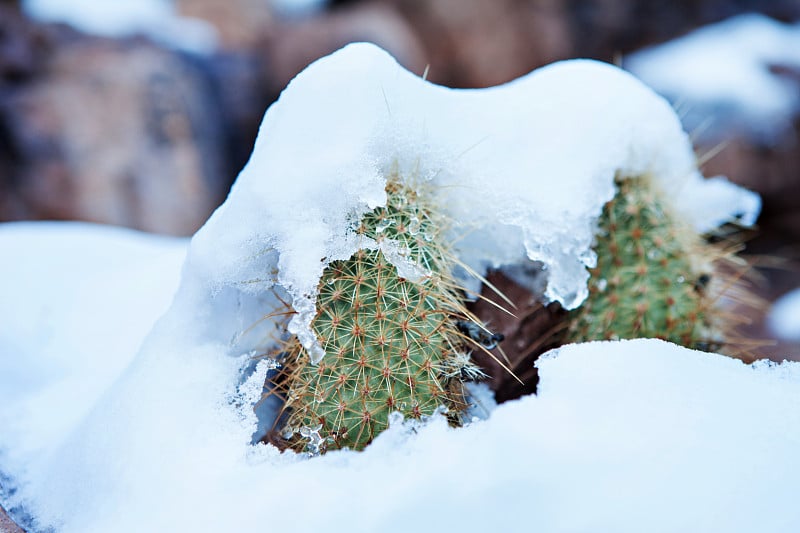 雪仙人掌-罕见的亚利桑那风暴