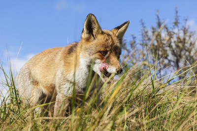 你们;红狐狸;vulpes vulpes