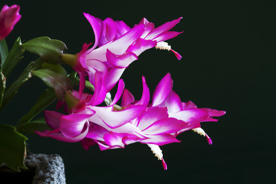 特写的圣诞仙人掌花