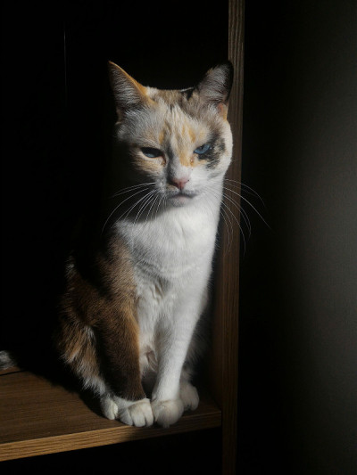 猫心情不好