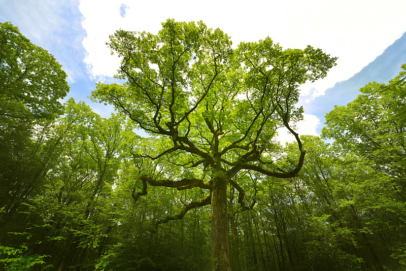 美景Forest