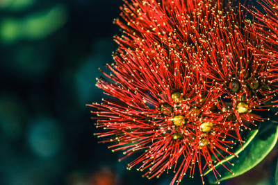 红波胡图卡瓦花(Metrosideros excelsa)