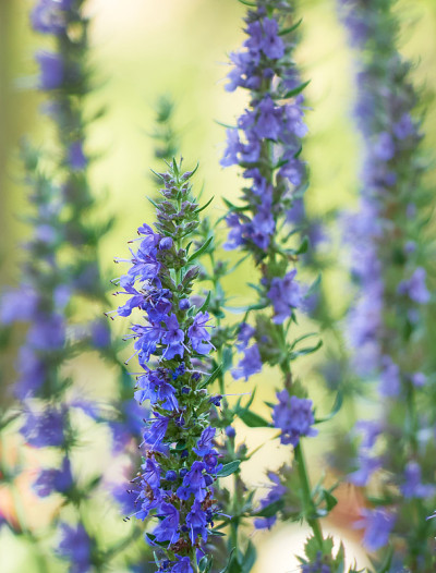 山茱萸的花