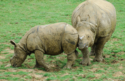 Rhinocerous