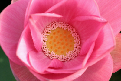 莲花