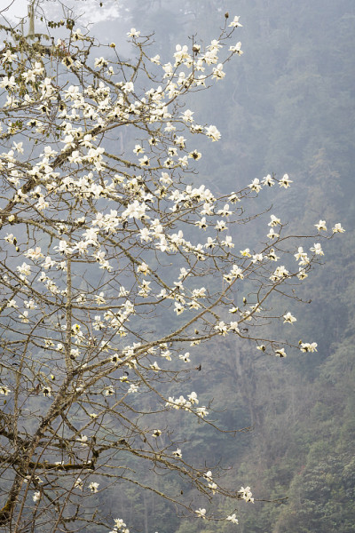 木兰花在不丹开花