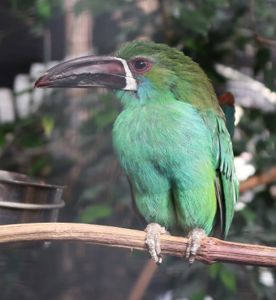 绿色蜘蛛(pterogssus viridis)又称绿色araçari