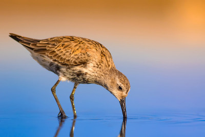 水鸟和五彩缤纷的大自然背景。常见的水鸟:鹬。Calidris ferruginea。