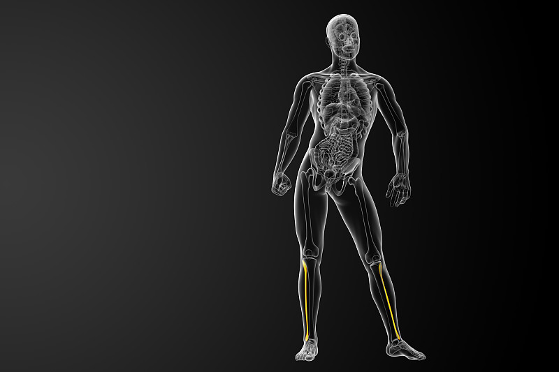 腓骨的3d渲染图