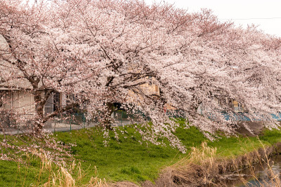 日本埼玉县霞部市仙根堀河上的樱花