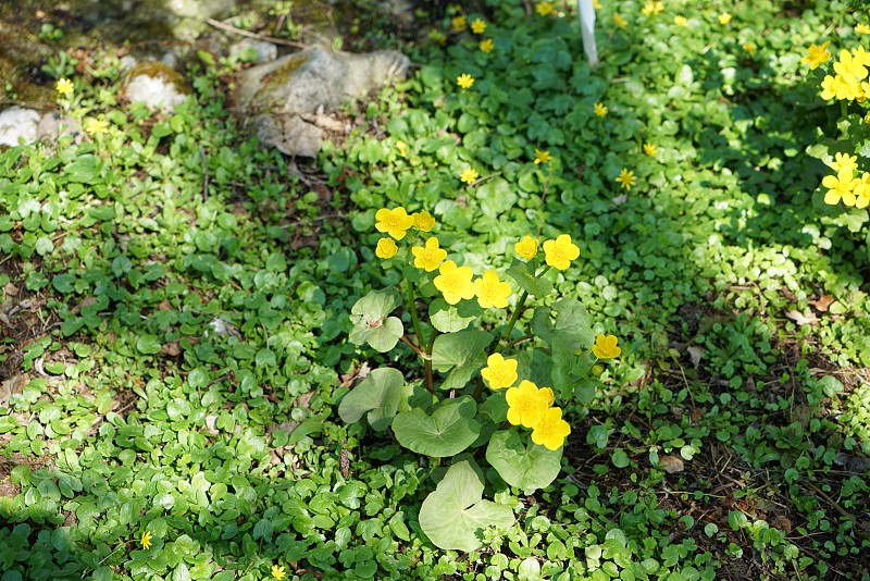 万寿菊蛋黄花(Caltha)