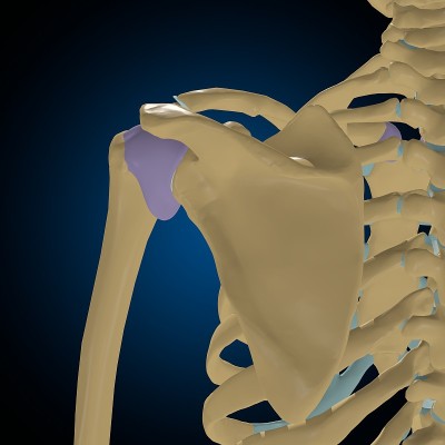 关节囊解剖的医学概念3D