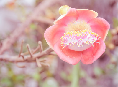 炮弹树之花