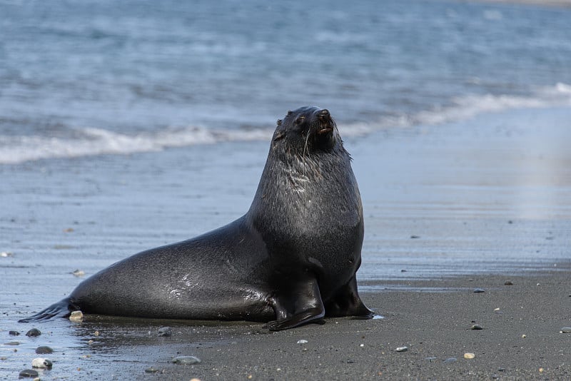 海狗