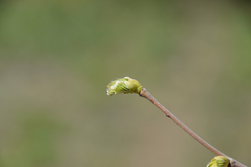 树上的梨子芽。