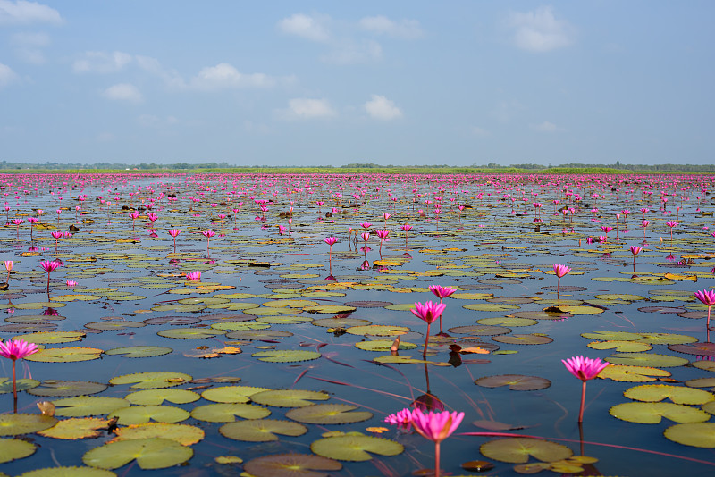 美丽的粉色莲花湖，泰国。