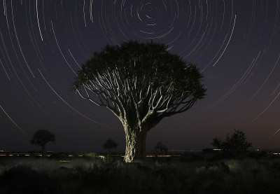 Quivertree startrail