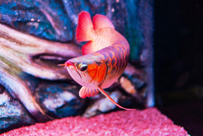 红辣椒龙鱼近距离观看水族馆