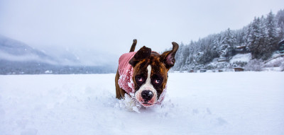 狗在雪中玩耍